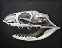 Natural History VI - Leioheterodon Madagascariensis. Oil on canvas, 100 x 80 cm, 2014